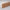 Furnierleiste (Furnier) Kirsche, 15 x 58 x 2400 mm, Oberkante gerade
